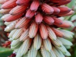 Aloe speciosa raceme